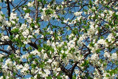 Puzzle church spring